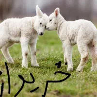 بره و کهر ه شیری نژاد دار