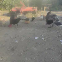 بوقلمون برنز