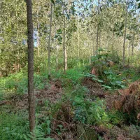 ۴۹۰۰هزار متر تخمینی زمین همراه با ۱۰۰۰تادرخت صنوبر