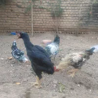 مرغ خروس لاری