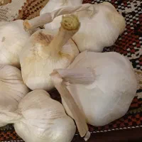 سیر ابسرده