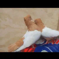 کبوتر سینه زرد آک