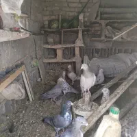 کبوتر فروشی