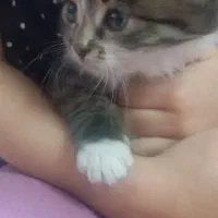 واگذاری بچه گربه پرشین