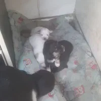 سگ مینیاتوری با۵تاتولش|سگ|خرم‌آباد, |دیوار