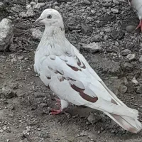 کبوتر بلند پرواز|پرنده|رشت, فخب|دیوار