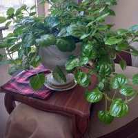 گلهای زیبا وشمعدانی چهار  نوع گل میده هر ک ۳۰۰|گل و گیاه طبیعی|خوی, |دیوار