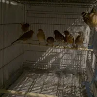 قناری اوپال|پرنده|اسلام‌شهر, شهرک قائمیه|دیوار