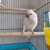راهب آلبینو نر