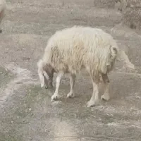 میش و بره شیرازی دو گورد