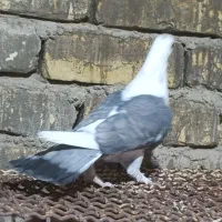 کفتر ساتن یا طاووسی