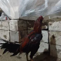 لاری ۱۱ماهه خ ر و س|حیوانات مزرعه|چهاربرج, |دیوار