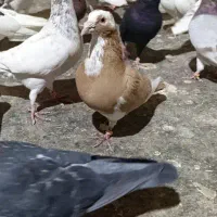 پلنگ زردنر پرشی