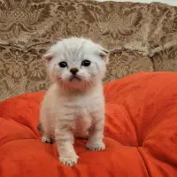 گربه اسکاتیش