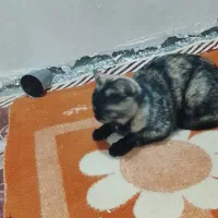 گربه خونگی زیبا چشم سبز