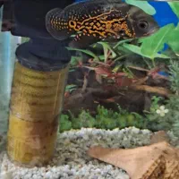 آکواریوم همراه ماهی سه عدد اسکار و کوسه|ماهی|ملایر, |دیوار