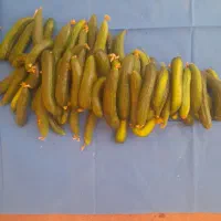 فروش خیار بوته ای  با تضمین کیفیت وسلامت
