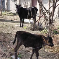 گاوو گوساله نر