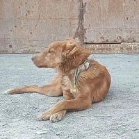 سگ سراب|سگ|زابل, |دیوار