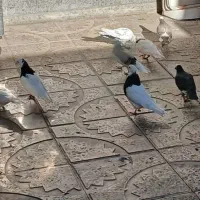 فروش کبوتر پرشی وزمینی|پرنده|ابهر, |دیوار