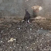 کبوتر