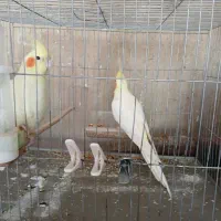 یک جفت عروس هلنی سرحال