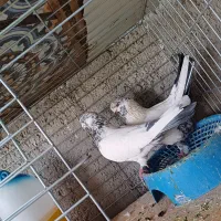 کفتر کاشانی|پرنده|حمیدیا, |دیوار