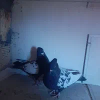 کفتر سینه ای