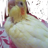 عروس هلندی 1ماهه|پرنده|کوچصفهان, |دیوار