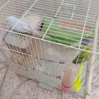 ۳عدد مرغ عشق با لوازم|پرنده|مشهد, خواجه ربیع|دیوار