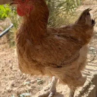 مرغ دیلگونی|حیوانات مزرعه|بهبهان, |دیوار