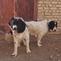 واگذاری توله نر ۷ماهه قهدریجونی