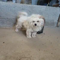 سگ خارجی با نمک|سگ|بروجرد, |دیوار
