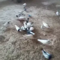 کبوتر پرشی وجفتی