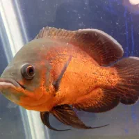 ماهی اسکار|ماهی|شیراز, رکنآباد|دیوار