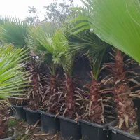 پالم تنه قرمز درنشتارود بندبن