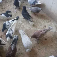 کبوتر رنگی و دورگ|پرنده|شاهینشهر, نبوت|دیوار