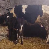 گاو شیری گوساله نر