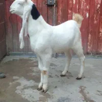 نر بزغاله گلابی نژاد چند قلو زا