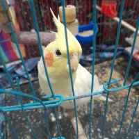 فروش عروس هلندی