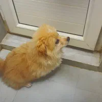 توله ۴ماهه پامر