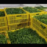 سبزی اماده ـلوبیا ـ هویج ـ کره محلیـ پیاز اماده|خوردنی و آشامیدنی|قرچک, میرزائی شمالی|دیوار