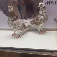 یه جفت کبوتر به شرط بعد ظهری معاوضه زاغ آبادانی
