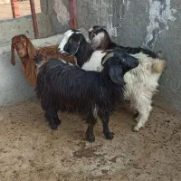 ۴ عدد بزغاله برای نگهداری و سربریدن و قربانی کردن