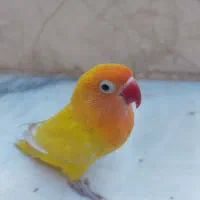 کوتوله برزیلی|پرنده|سبزوار, زینبیه|دیوار