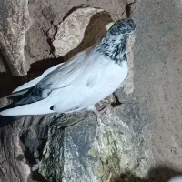 کفتر نوک قنار|پرنده|خزل, |دیوار