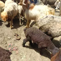 فروش کهره چپشی تخمی یه سال و نیم