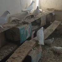 کبوتر پتی والا|پرنده|کنارک, |دیوار