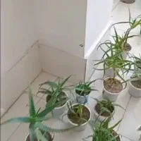 گل آلورا|گل و گیاه طبیعی|رشت, فلسطین|دیوار