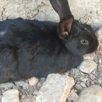 خرگوش باهوش و زرنگ